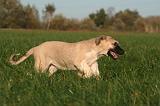 KANGAL 155